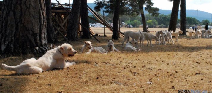 Una rehala soriana en Vinuesa. / SN