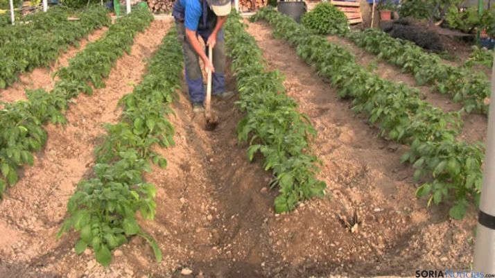 Cultivo de patata