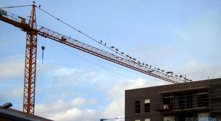 Las aves, encaramadas en una grúa de construcción. / SN