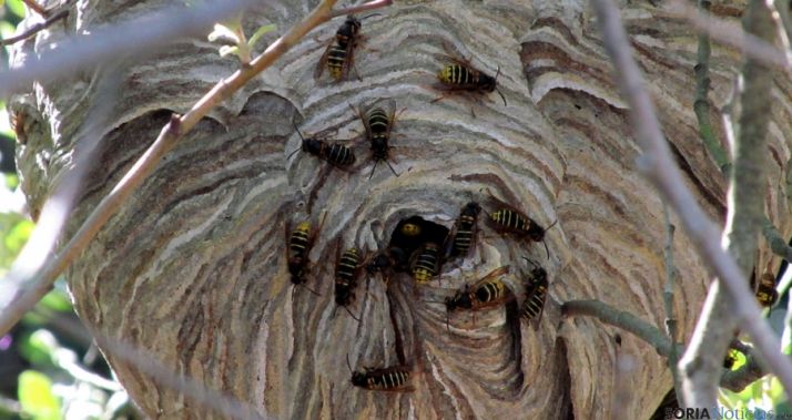 El nido de Dolichovespula media a orillas del embalse pinariego, / Jta. 