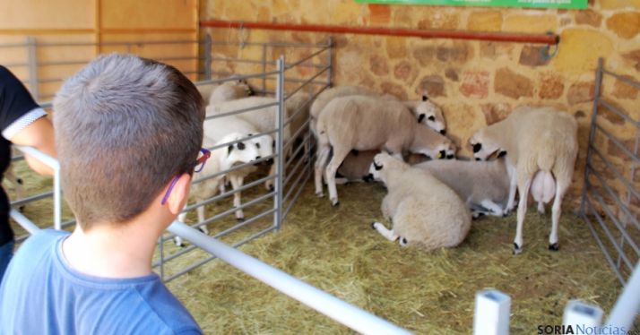 La feria llegaba este año a su sexta edición. / SN