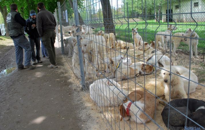 Una rehala en la Dehesa de Ágreda. / SN