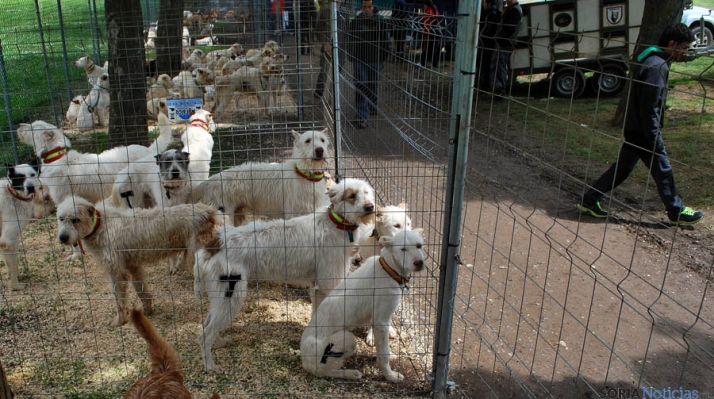 Una rehala expuesta en Ágreda. / SN