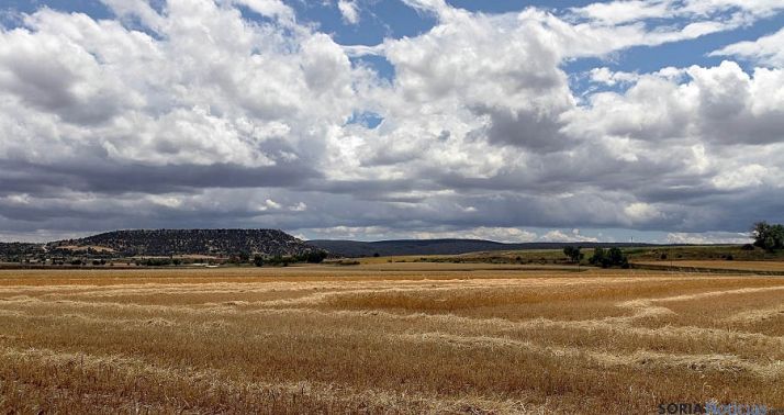 Campo de cereal cosechado en Recuerda. / FV