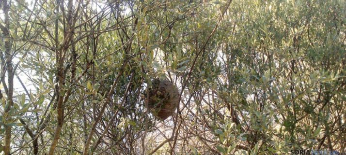 La forma del avispero asiático destaca fácilmente