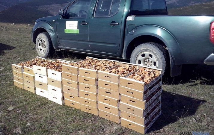 Níscalos decomisados este fin de semana en San Pedro Manrique. / Jta.