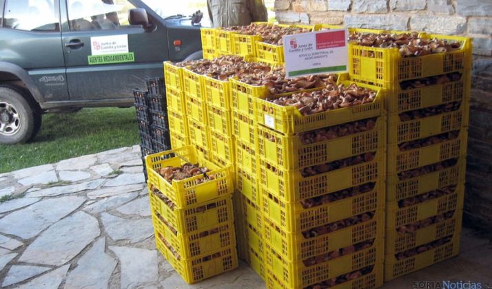 Níscalos decomisados este fin de semana en San Pedro Manrique. / Jta.