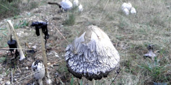 Coprinus Comatus en el monte.