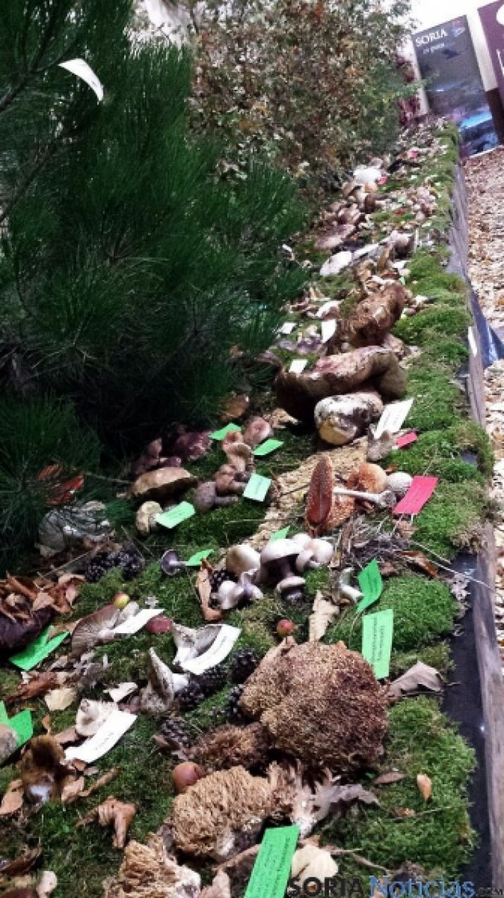 Éxito en Almarza en estas jornadas. / SN