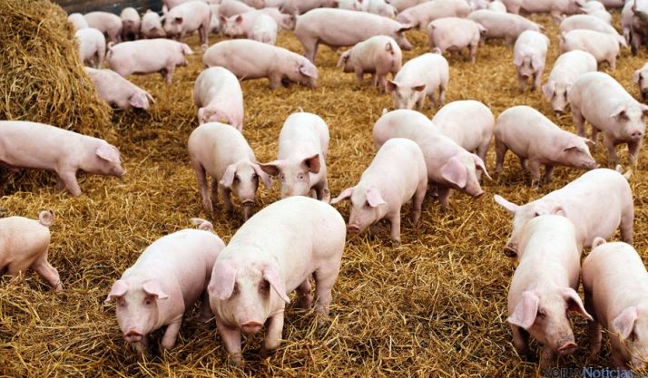 Explotación de porcino a cielo abierto.