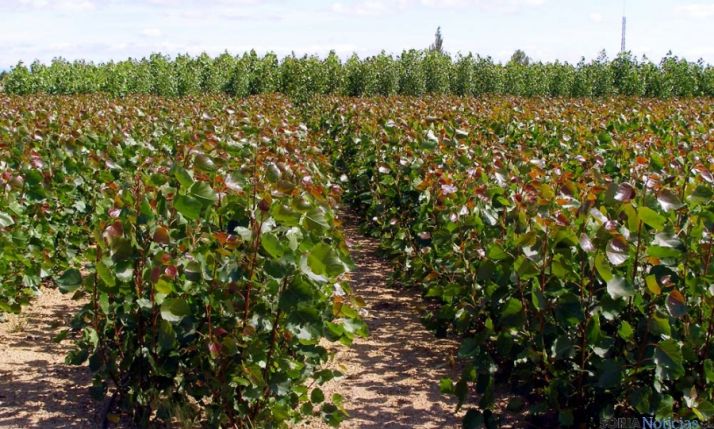 Chopos rebrotados para biomasa.