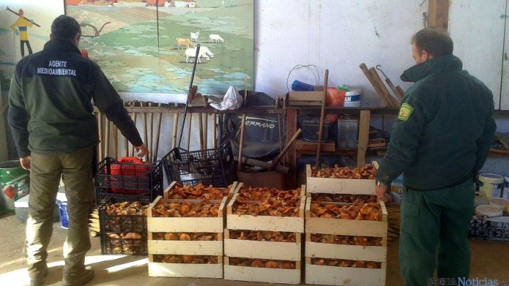 Níscalos decomisados en la zona de Quintana Redonda. / Jta.