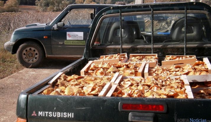 Níscalos decomisados por la Junta en Boos. / Jta.