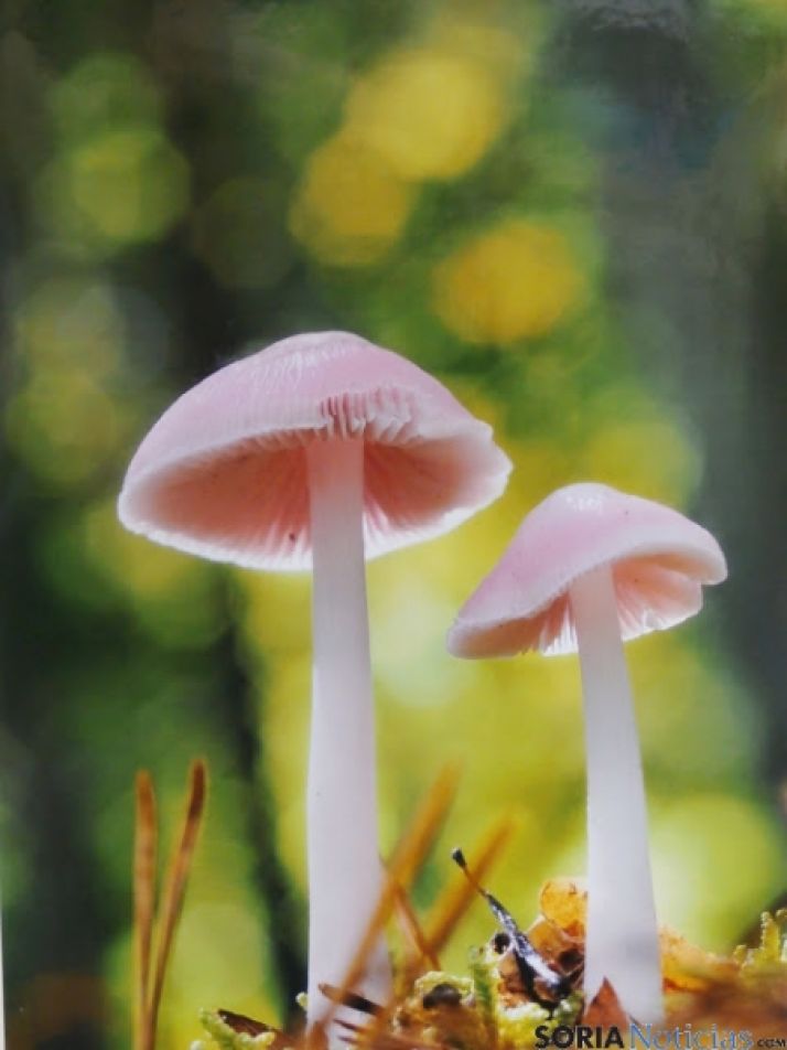 Foto Certamen Navaleno