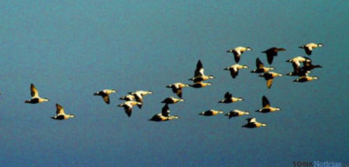 La observación de las aves, buena alternativa de fin de semana 