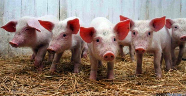 Un grupo de lechones. / razasporcinas.com