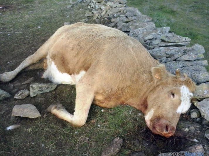 Animal muerto por los buitres