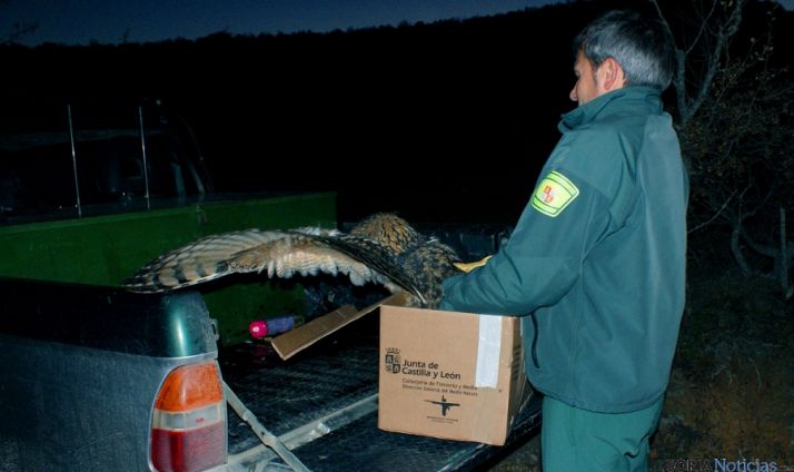 Un agente medioambiental con la rapaz antes de soltarla. / Jta.