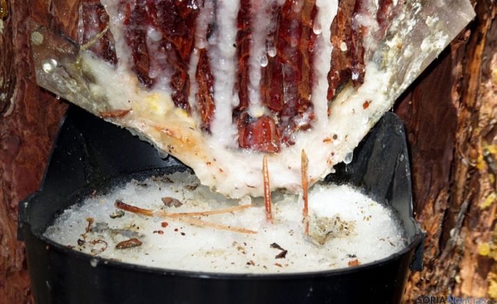 Aprovechamiento de miera de un pino resinero en Tardelcuende