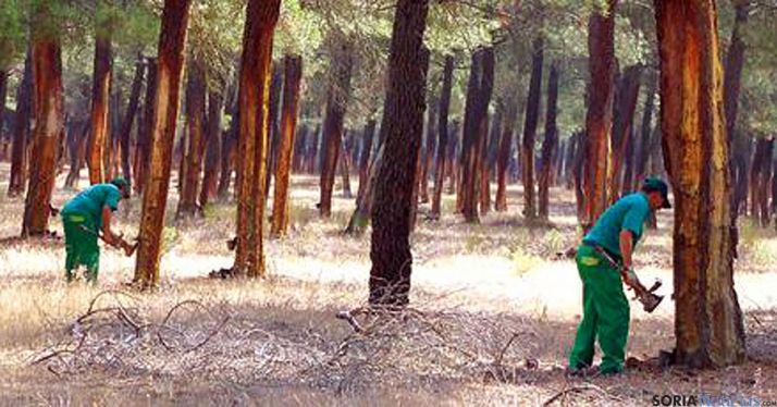 Resineros sorianos trabajando en un pinar. / CESEFOR