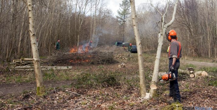 Trabajos forestales en una chopera. 
