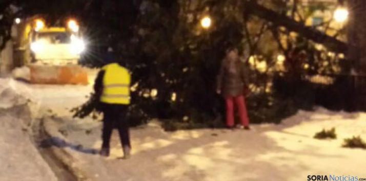 Caída del pino en Covaleda