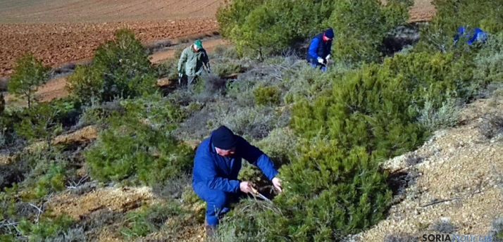 Los vecinos en las tareas de poda. 