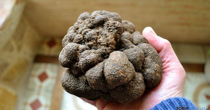 Magnífico ejemplar de trufa negra. 