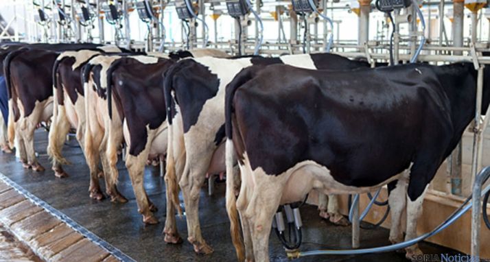 Una explotación de vacuno de leche. 