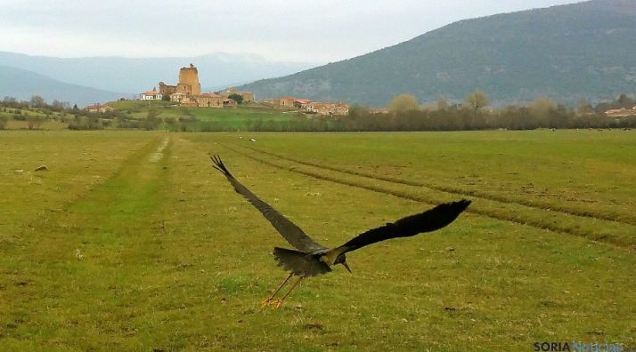 La cigüeña ya curada en su primer vuelo. / Jta.