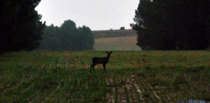 Un corzo en un campo cerca de Las Cuevas de Soria. / SN