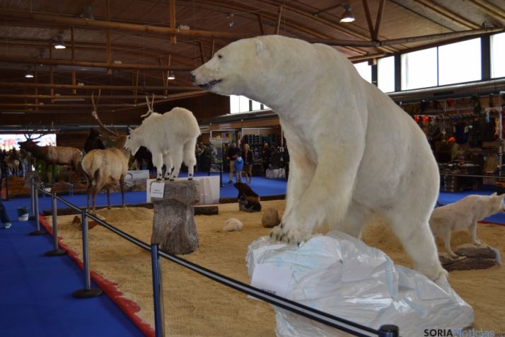 Soria es la provincia número uno de corzo en España y la dos de ciervo en Castilla y León