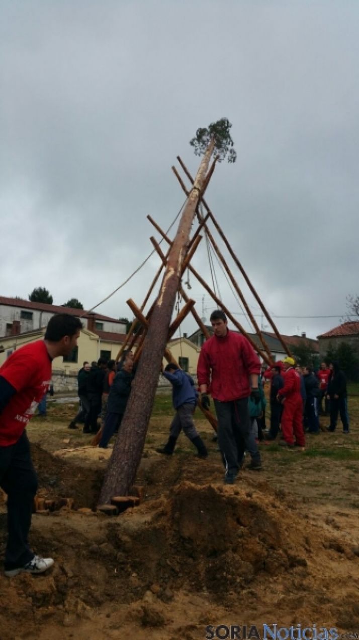 Pingada del pino mayo en Navaleno