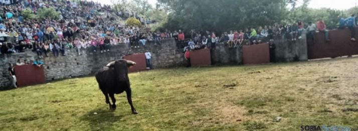 Los novillos de San Juan ya están en Soria #Desencajonamiento2015