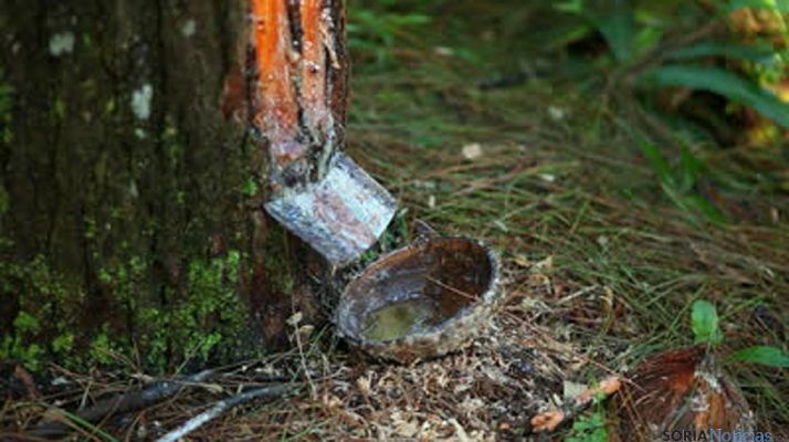 Extracción de resina en un pino de Soria. / SN