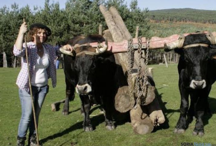 Vacas serranas