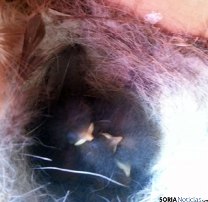 Uno de los nidos que se han observado