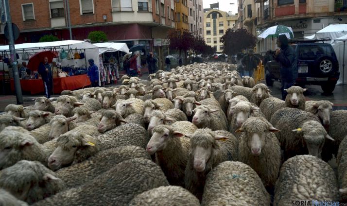 Las reses por el centro de la ciudad. / SN