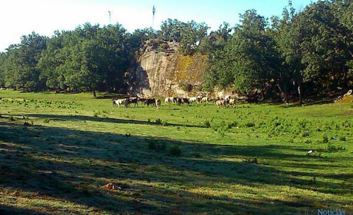 Como siempre, este jueves se despejarán las dudas sobre el comportamiento de los novillos. / SN
