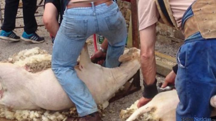 Somos Trashumantes 2015 en Los Campos