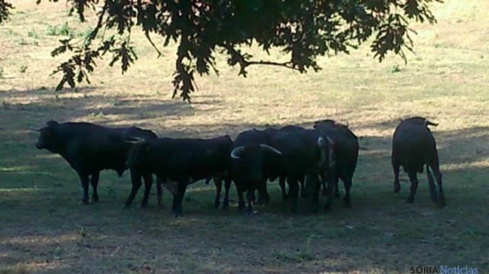 Novillos en Valonsadero #Lavalenguas2015