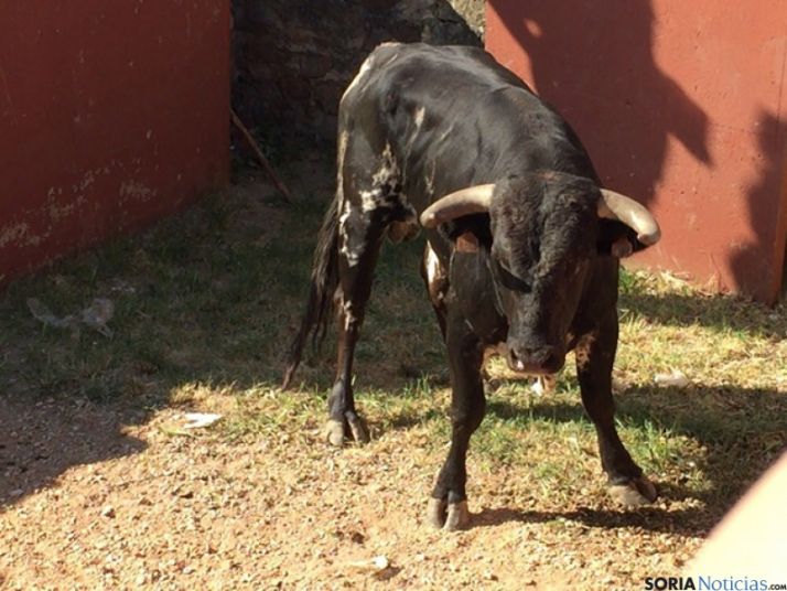 Novillos en el Lavalenguas