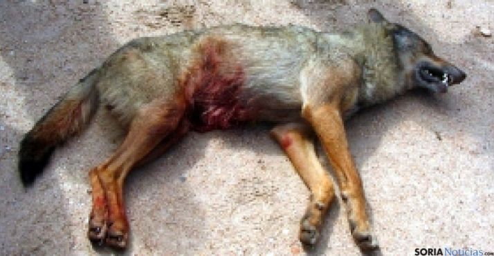 El lobo abatido por la Junta. /SRTV