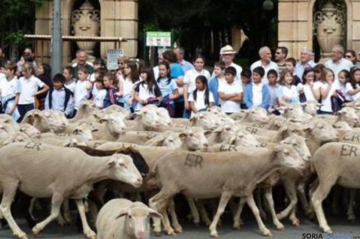 Ovejas por el centro de Soria