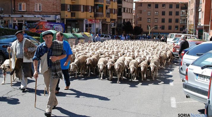 Ovejas a su paso por Soria