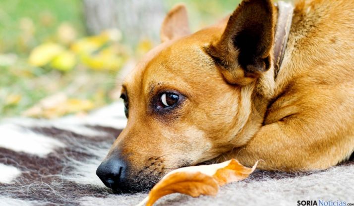 Los factores económicos, principal motivo que se alega en el abandono. 