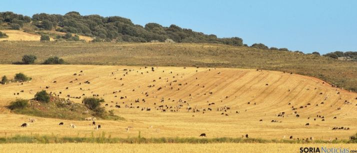 Un ganado pastando en un rastrojo este fin de semana. / SN