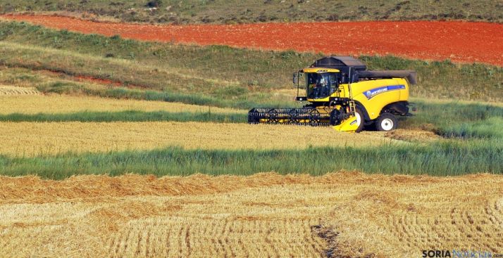 Una cosechadora faenando en fincas de Renieblas este fin de semana. / SN