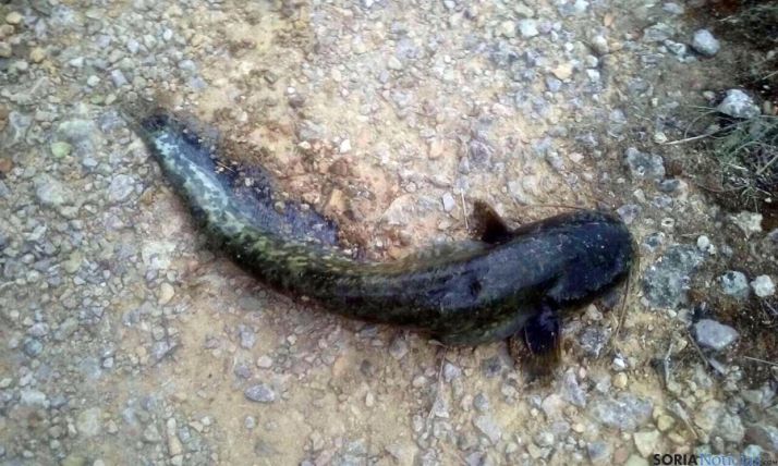 Un siluro avistado en las aguas de la presa de Los Rábanos. / SN