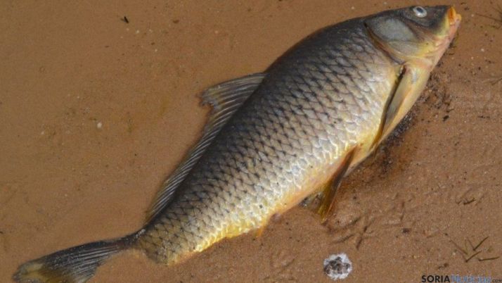 Carpas muertas en el pantano